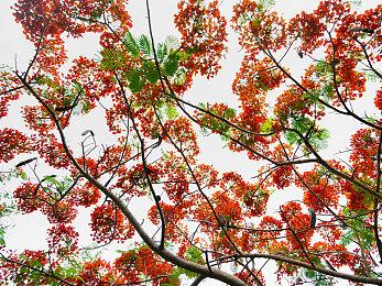 暴雪确认《魔兽》手游今年发售