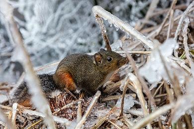 《信长之野望：新生》新情报公布 介绍领地和身分等