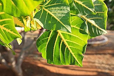 《魂斗罗：加鲁加行动》IGN 6分：流程过短、低于预期